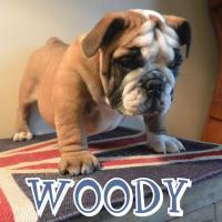 woody2012 023