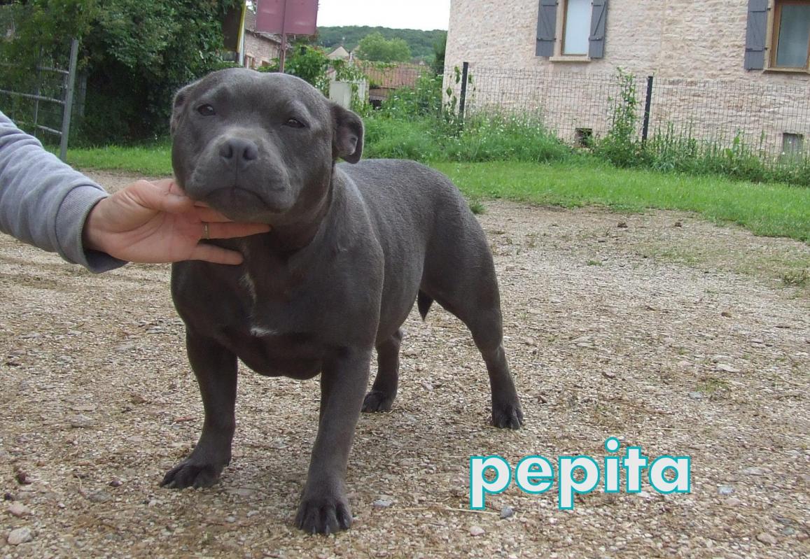 Pepita 020