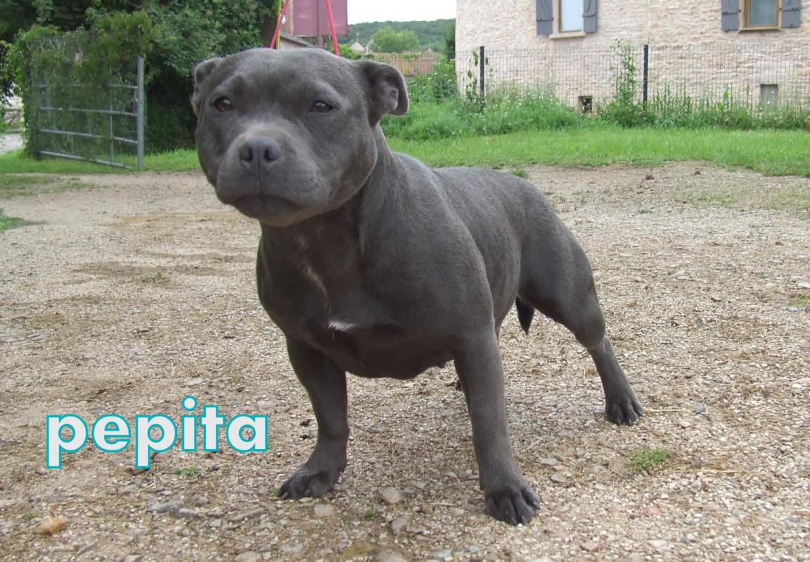 Pepita 022