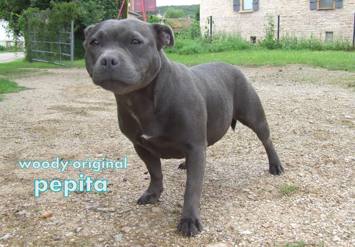 Pepita 023