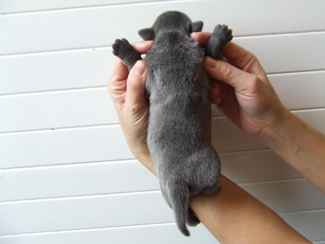 Pepita1 006