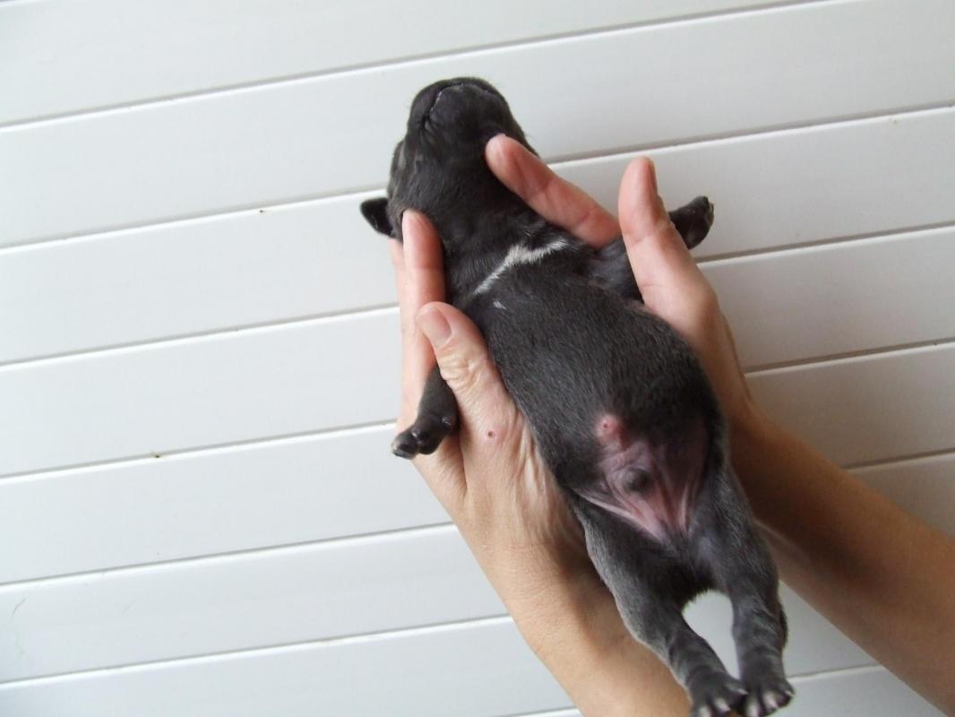 Pepita1 010